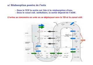 a/ Réabsorption passive de l’urée

       - Dans le TCP la sortie est liée à la réabsorption d’eau.
       - Dans le canal coll. médullaire, la sortie dépend de l’ADH.

L’urine se concentre en urée en se déplaçant vers le TD et le canal coll.




                                                        NaCl


                                                                       ADH
 