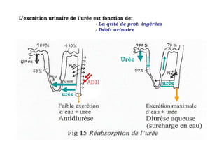 L’excrétion urinaire de l’urée est fonction de:
                                - La qtité de prot. ingérées
                                - Débit urinaire
 