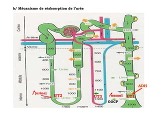 b/ Mécanisme de réabsorption de l’urée




                                                              ADH
           [urine]
                      UT2                UT3    osmol   UT1
                                               GOCP
 