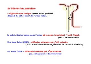 b/ Sécrétion passive:                                       F

= diffusion non ionique (bases et ac. faibles)
dépend du pH et du D de l'urine tubul.                          S




la subst. Neutre passe dans l'urine qd la conc. Intratubul. < cell. Tubul.
                                                    (ex: D urinaire élevé)

Une base faible (NH3) = diffusion stimulée par pH urinaire
                   (NH3 s'ionise en NH4+ en fonction de l’acidité urinaire)


Un acide faible = diffusion stimulée par pH urinaire
                       (ac. salicylique et barbiturique)
 