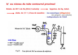 b/ au niveau du tube contourné proximal

Réabs. de 80 % de Na filtré (+solutés)             hypoton. du liq. tubul.

          réabs. de (80 %) d'eau de manière: - iso-osmotique (obligatoire)
                                                     (en proport. aux solutés)
                                             - indépendante de l’ALD




          Fig25
 