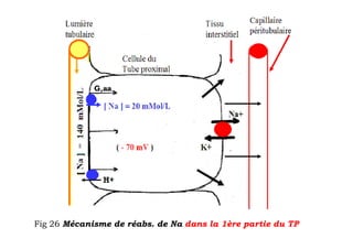 Fig 26 Mécanisme de réabs. de Na dans la 1ère partie du TP
 