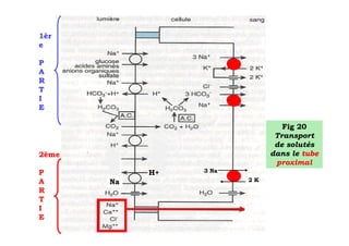 1èr
e

P
A
R
T
I
E

                                Fig 20
                              Transport
                              de solutés
2ème                         dans le tube
                              proximal
P           H+   3 Na
A      Na               2K
R
T
I
E
 