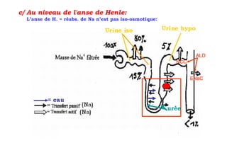 c/ Au niveau de l'anse de Henle:
  L’anse de H. = réabs. de Na n’est pas iso-osmotique:




                                                                ALD
                                                         NCC


                                                               ENaC
 