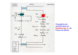Transferts de
solutés dans la
branche asc. L. de
l’anse de Henle
 