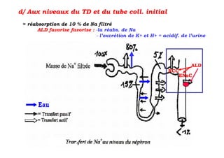 d/ Aux niveaux du TD et du tube coll. initial
 ≈ réabsorption de 10 % de Na filtré
       ALD favorise favorise : -la réabs. de Na
                               - l’excrétion de K+ et H+ = acidif. de l’urine




                                                                       ALD
                                                             NCC
                                                                ENaC
 