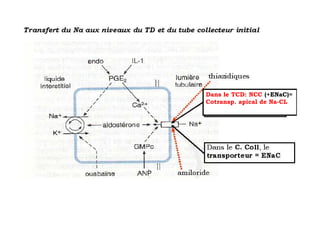 Dans le TCD: NCC (+ENaC)=
Cotransp. apical de Na-CL
 