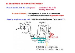 e/ Au niveau du canal collecteur
-Dans la médul. Int. du coll.: fin de   - la réabs de Na et de
                                        - l’acidif de l’urine

        En cas de besoin, L’ADH permet la réabs. d'eau sans urée.
                          Le fluide tubulaire devient hyperosmotique

- Dans la partie term. du coll, l'ADH favorise la réabs de l’urée par UT1




                                            Na




                                              UT1




                                                            + Na (1 %)
 