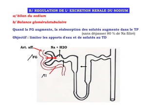 B/ REGULATION DE L‘ EXCRETION RENALE DU SODIUM
a/ bilan du sodium
b/ Balance glomérulotubulaire

Quand la FG augmente, la réabsorption des solutés augmente dans le TP
                                          (sans dépasser 80 % de Na filtré)
Objectif : limiter les apports d'eau et de solutés au TD

    Art. aff.         Na + H2O

            FG




                  Π
 