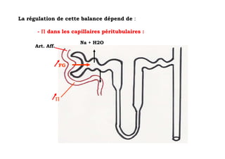 La régulation de cette balance dépend de :

       - Π dans les capillaires péritubulaires :

                       Na + H2O
      Art. Aff.



                  FG




                  Π
 