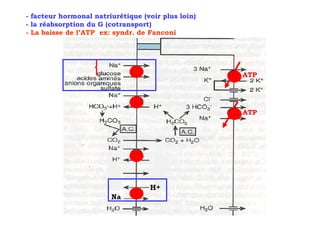 - facteur hormonal natriurétique (voir plus loin)
- la réabsorption du G (cotransport)
- La baisse de l’ATP ex: syndr. de Fanconi




                                                    ATP




                                                    ATP
 