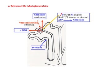 c/ Rétrocontrôle tubuloglomérulaire



                      Adénosine          D et/ou Cl (signal)
                      (médiateur)     Na-K-2Cl (transp. m. densa)
                                      ATP           Adénosine
         Vasoconstriction
            (effecteur)

            DFG




                    Perfusion
 