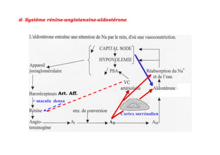 d- Système rénine-angiotensine-aldostérone




                Art. Aff.
     + macula densa

                                       Cortex surrénalien
 