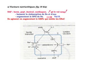 e/ Facteurs natriurétiques (fig 19 bis):

NAF : horm. pept. Auricul. cardiaques.       qd le vol sang
         - baissent la réabsorption de Na et d'eau
         - augmentent le DFG de Na.              Vol N.
Ils agissent en augmentant le GMPc qui inhibe les ENaC
 