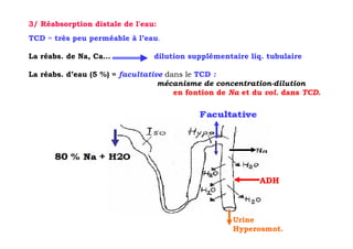 3/ Réabsorption distale de l'eau:
TCD = très peu perméable à l’eau.

La réabs. de Na, Ca…            dilution supplémentaire liq. tubulaire

La réabs. d’eau (5 %) = facultative dans le TCD :
                                  mécanisme de concentration-dilution
                                      en fontion de Na et du vol. dans TCD.




                                                           ADH



                                                    Urine
                                                    Hyperosmot.
 
