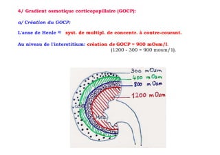 4/ Gradient osmotique corticopapillaire (GOCP):

a/ Création du GOCP:

L'anse de Henle   ≈   syst. de multipl. de concentr. à contre-courant.

Au niveau de l'interstitium: création de GOCP = 900 mOsm/l.
                                       (1200 - 300 = 900 mosm/1).
 