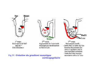 Iso      Hypo




Fig 33 : Création du gradient osmotique
                                corticopapilaire
 