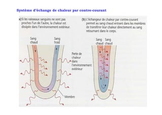 Système d’échange de chaleur par contre-courant
 