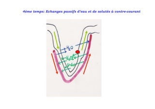 4ème temps: Echanges passifs d’eau et de solutés à contre-courant
 
