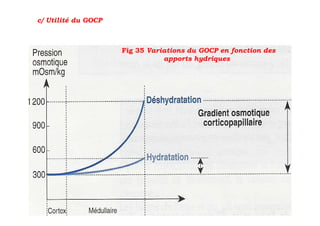 c/ Utilité du GOCP



                     Fig 35 Variations du GOCP en fonction des
                                apports hydriques
 