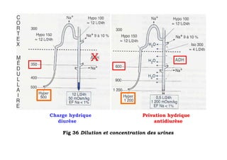 X




Charge hydrique                    Privation hydrique
  diurèse                              antidiurèse

    Fig 36 Dilution et concentration des urines
 