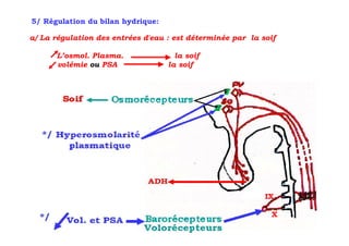 5/ Régulation du bilan hydrique:

a/ La régulation des entrées d'eau : est déterminée par la soif

       L’osmol. Plasma.              la soif
       volémie ou PSA              la soif




                                                            IX

                                                             X
 