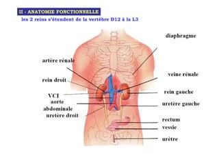 II - ANATOMIE FONCTIONNELLE
les 2 reins s’étendent de la vertèbre D12 à la L3
 