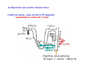 b/ Régulation des sorties rénales d'eau:


L’ADH est synth., dans les SO et PV hypothal.
     = perméalise le canal coll. à l’eau




                                           Na




                                            UT1




                                                  + Na (1 %)
 