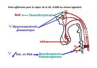 Voies afférentes pour la régul. de la lib. d’ADH au niveau hypothal.




                                                            IX

                                                              X
 
