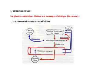 I/ INTRODUCTION

La glande endocrine: élabore un messager chimique (hormone)…

*/ La communication intercellulaire
 