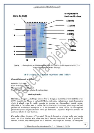 Manipulations : Métabolisme azoté
TP Physiologie des stress Boucelha L. et Djebbar R. (2020)
21
Figure 11 : Exemple de pro...