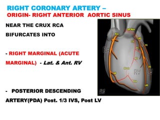 RIGHT CORONARY ARTERY –
ORIGIN- RIGHT ANTERIOR AORTIC SINUS
NEAR THE CRUX RCA
BIFURCATES INTO


- RIGHT MARGINAL (ACUTE
MARGINAL) - Lat. & Ant. RV




- POSTERIOR DESCENDING
ARTERY(PDA) Post. 1/3 IVS, Post LV
 