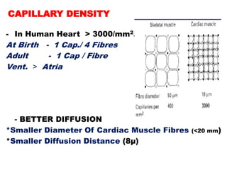 CAPILLARY DENSITY

- In Human Heart > 3000/mm2.
At Birth - 1 Cap./ 4 Fibres
Adult     - 1 Cap / Fibre
Vent. ˃ Atria




  - BETTER DIFFUSION
*Smaller Diameter Of Cardiac Muscle Fibres   (<20 mm)
*Smaller Diffusion Distance (8μ)
 