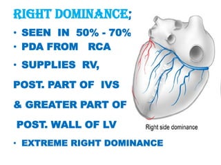 RIGHT DOMINANCE;
• SEEN IN 50% - 70%
• PDA FROM RCA
• SUPPLIES RV,

POST. PART OF IVS

& GREATER PART OF

POST. WALL OF LV
• EXTREME RIGHT DOMINANCE
 