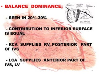 • BALANCE DOMINANCE;

 - SEEN IN 20%-30%

  - CONTRIBUTION TO INFERIOR SURFACE
 IS EQUAL

 - RCA SUPPLIES RV, POSTERIOR   PART
 OF IVS

  - LCA SUPPLIES ANTERIOR PART OF
 IVS, LV
                                    18
 