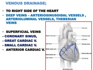 VENOUS DRAINAGE;

• TO RIGHT SIDE OF THE HEART
• DEEP VEINS – ARTERIOSINUSOIDAL VESSELS ,
  ARTERIOLUMINAL VESSELS, THEBESIAN
  VEINS

•    SUPERFICIAL VEINS
-   CORONARY SINUS,
-   GREAT CARDIAC V.
-   SMALL CARDIAC V.
•    ANTERIOR CARDIAC V.




                                         19
 