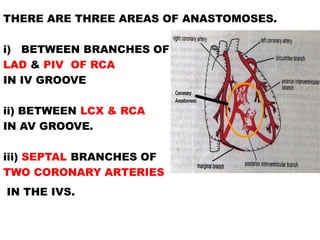 THERE ARE THREE AREAS OF ANASTOMOSES.

i) BETWEEN BRANCHES OF
LAD & PIV OF RCA
IN IV GROOVE

ii) BETWEEN LCX & RCA
IN AV GROOVE.

iii) SEPTAL BRANCHES OF
TWO CORONARY ARTERIES
IN THE IVS.
 