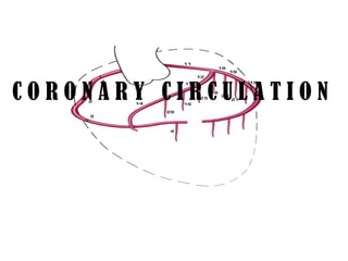 CORONARY CIRCULATION
 