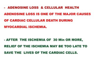 - ADENOSINE LOSS & CELLULAR HEALTH

ADENOSINE LOSS IS ONE OF THE MAJOR CAUSES

OF CARDIAC CELLULAR DEATH DURING

MYOCARDIAL ISCHEMIA.



- AFTER THE ISCHEMIA OF 30 Min OR MORE,

RELIEF OF THE ISCHEMIA MAY BE TOO LATE TO

SAVE THE LIVES OF THE CARDIAC CELLS.
 
