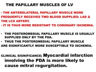 THE PAPILLARY MUSCLES OF LV

- THE ANTEROLATERAL PAPILLARY MUSCLE MORE
FREQUENTLY RECEIVES TWO BLOOD SUPPLIES: LAD &
THE LCX ARTERY.
- IT IS THUS MORE RESISTANT TO CORONARY ISCHEMIA.

• THE POSTEROMEDIAL PAPILLARY MUSCLE IS USUALLY
  SUPPLIED ONLY BY THE PDA.
• THUS THE POSTEROMEDIAL PAPILLARY MUSCLE
ARE SIGNIFICANTLY MORE SUSCEPTIBLE TO ISCHEMIA.


                 Myocardial infarction
CLINICAL SIGNIFICANCE;
 involving the PDA is more likely to
 cause mitral regurgitation.
 