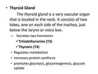 • Thyroid Gland
The thyroid gland is a very vascular organ
that is located in the neck. It consists of two
lobes, one on each side of the trachea, just
below the larynx or voice box.
– Secretes two hormones
Triiodothyronine (T3)
Thyroxin (T4)
• Regulates metabolism
• increases protein synthesis
• promotes glycolysis, gluconeogenesis, glucose
uptake
 