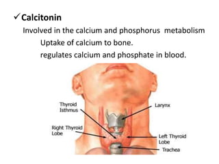Calcitonin
Involved in the calcium and phosphorus metabolism
Uptake of calcium to bone.
regulates calcium and phosphate in blood.
 