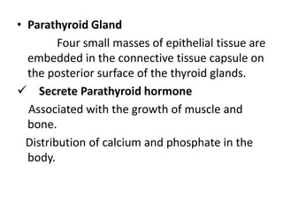 • Parathyroid Gland
Four small masses of epithelial tissue are
embedded in the connective tissue capsule on
the posterior surface of the thyroid glands.
 Secrete Parathyroid hormone
Associated with the growth of muscle and
bone.
Distribution of calcium and phosphate in the
body.
 