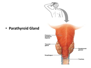 • Parathyroid Gland
 