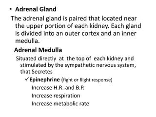 • Adrenal Gland
The adrenal gland is paired that located near
the upper portion of each kidney. Each gland
is divided into an outer cortex and an inner
medulla.
Adrenal Medulla
Situated directly at the top of each kidney and
stimulated by the sympathetic nervous system,
that Secretes
Epinephrine (fight or flight response)
Increase H.R. and B.P.
Increase respiration
Increase metabolic rate
 