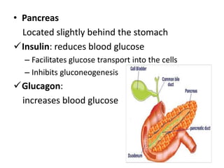 • Pancreas
Located slightly behind the stomach
Insulin: reduces blood glucose
– Facilitates glucose transport into the cells
– Inhibits gluconeogenesis
Glucagon:
increases blood glucose
 
