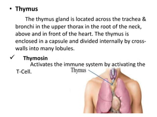 • Thymus
The thymus gland is located across the trachea &
bronchi in the upper thorax in the root of the neck,
above and in front of the heart. The thymus is
enclosed in a capsule and divided internally by cross-
walls into many lobules.
 Thymosin
Activates the immune system by activating the
T-Cell.
 