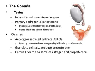 • The Gonads
• Testes
– Interstitial cells secrete androgens
– Primary androgen is testosterone
• Maintains secondary sex characteristics
• Helps promote sperm formation
• Ovaries
– Androgens secreted by thecal follicle
• Directly converted to estrogens by follicular granulose cells
– Granulose cells also produce progesterone
– Corpus luteum also secretes estrogen and progesterone
 