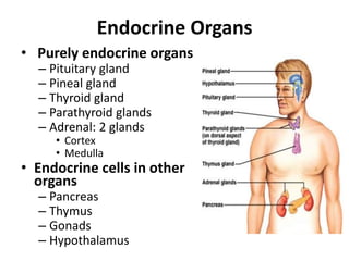 Endocrine Organs
• Purely endocrine organs
– Pituitary gland
– Pineal gland
– Thyroid gland
– Parathyroid glands
– Adrenal: 2 glands
• Cortex
• Medulla
• Endocrine cells in other
organs
– Pancreas
– Thymus
– Gonads
– Hypothalamus
 