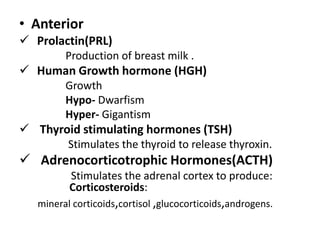• Anterior
 Prolactin(PRL)
Production of breast milk .
 Human Growth hormone (HGH)
Growth
Hypo- Dwarfism
Hyper- Gigantism
 Thyroid stimulating hormones (TSH)
Stimulates the thyroid to release thyroxin.
 Adrenocorticotrophic Hormones(ACTH)
Stimulates the adrenal cortex to produce:
Corticosteroids:
mineral corticoids,cortisol ,glucocorticoids,androgens.
 